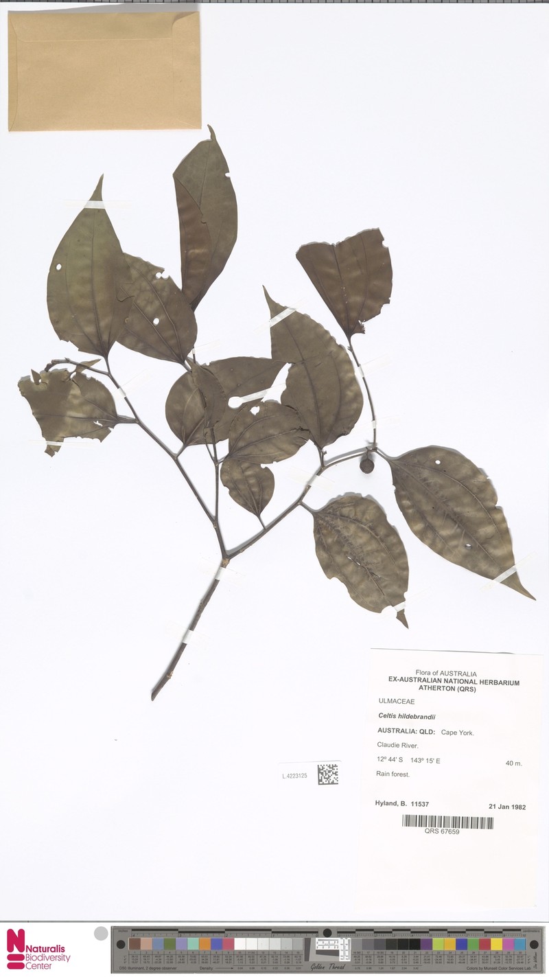 Celtis hildebrandii photo 3