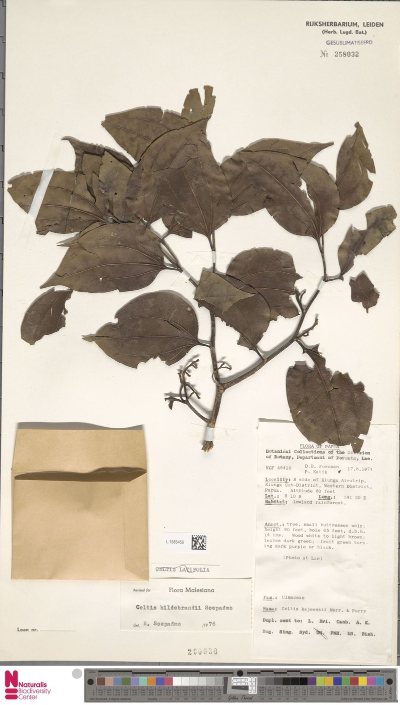 Celtis hildebrandii photo 4