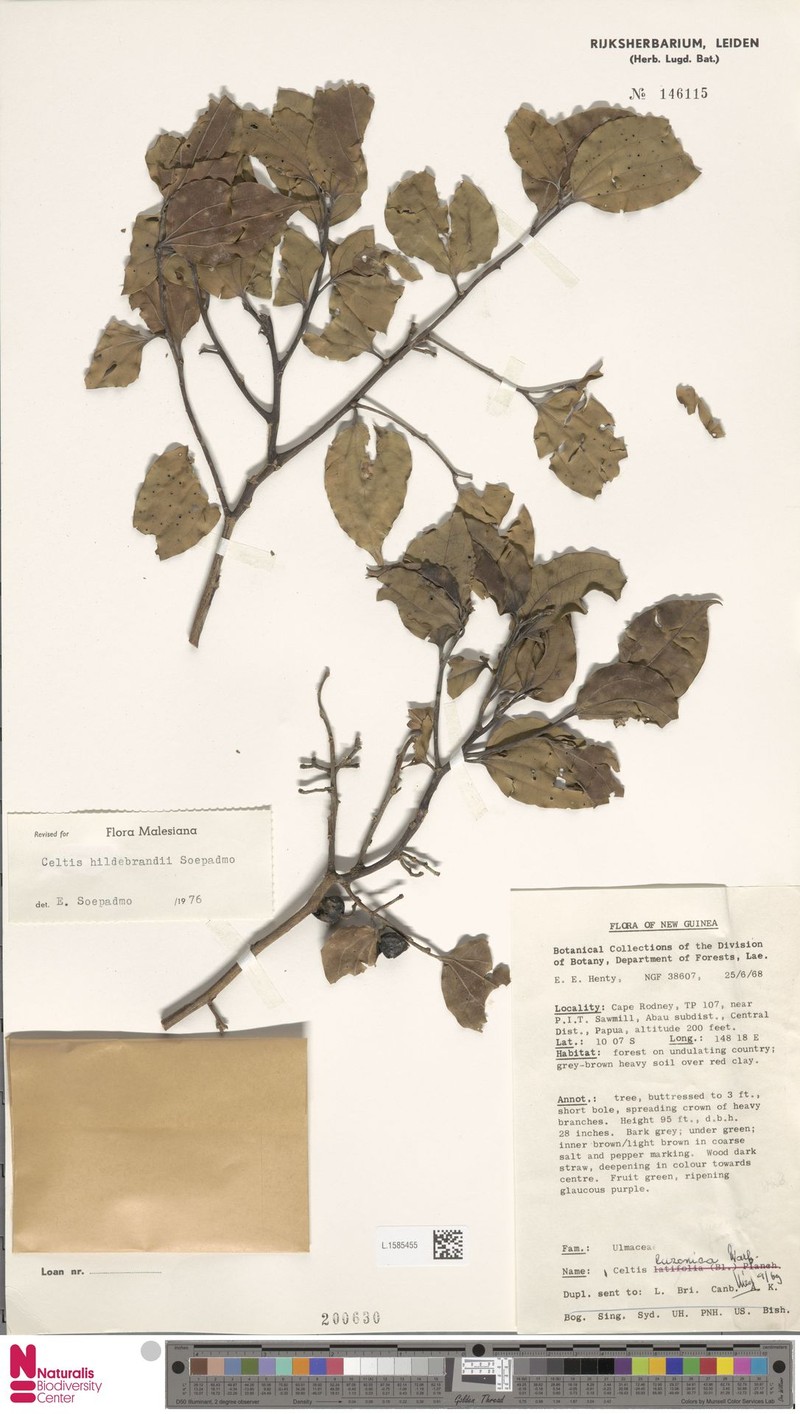 Celtis hildebrandii photo 5