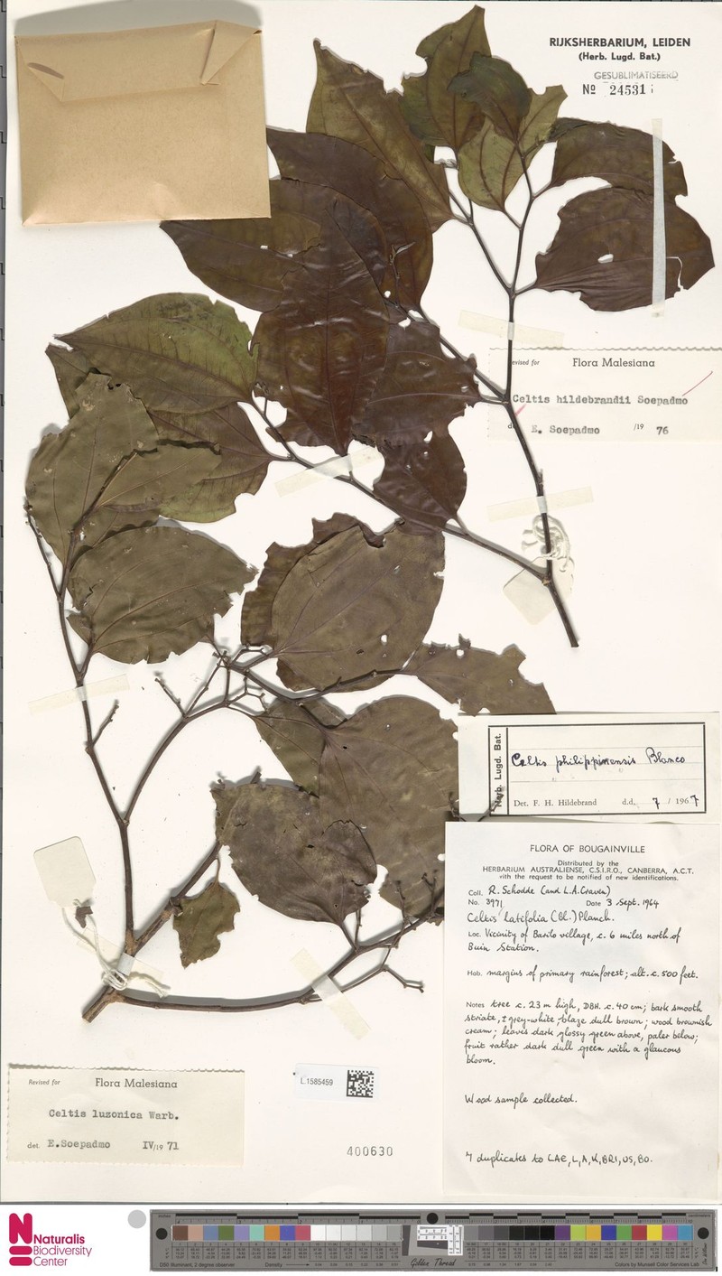Celtis hildebrandii photo 6