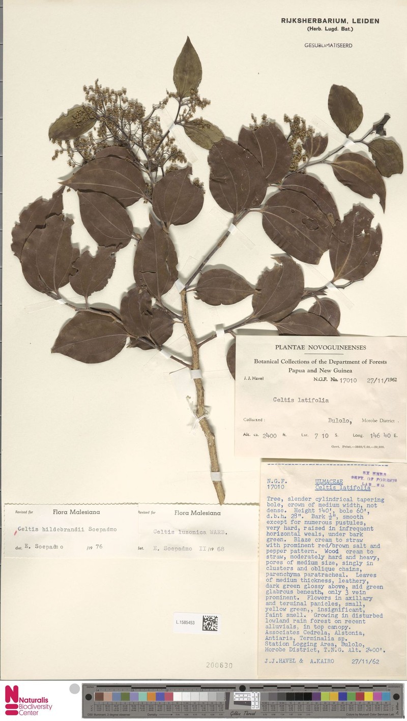Celtis hildebrandii photo 7