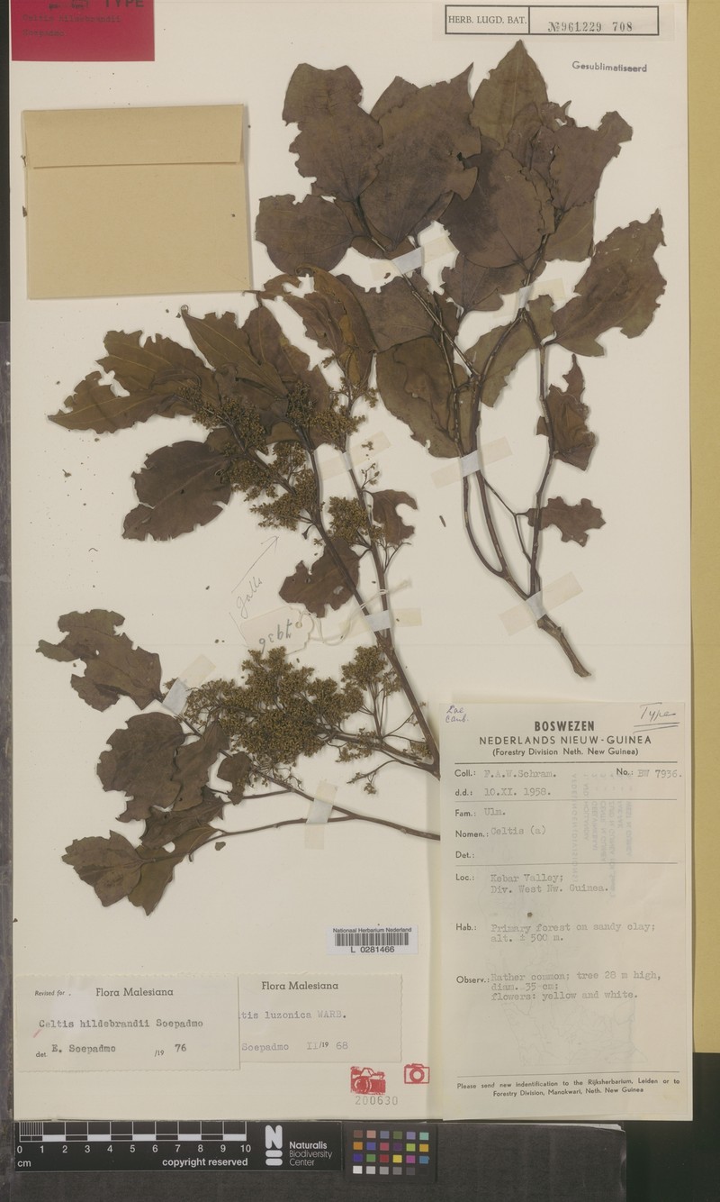 Celtis hildebrandii photo 8