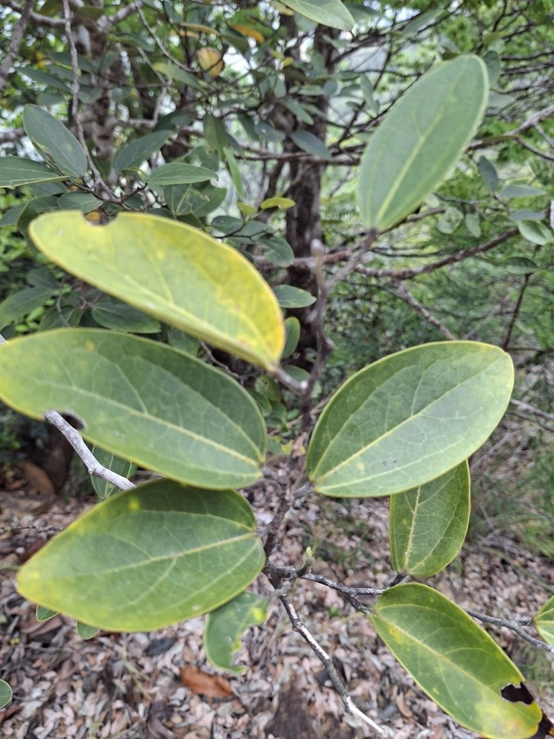 Celtis hypoleuca