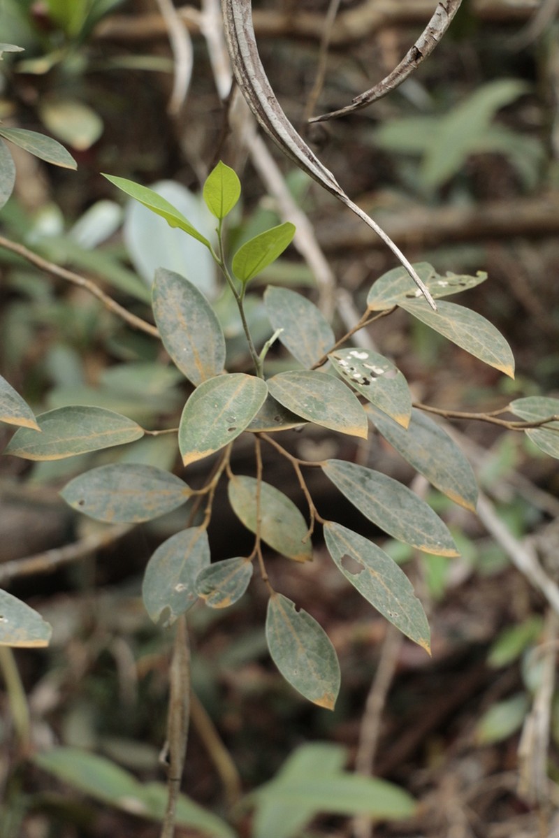 Celtis hypoleuca photo 2