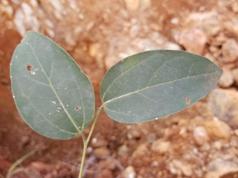 Celtis hypoleuca photo 3