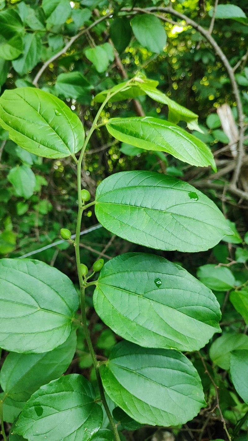 Iguana Hackberry