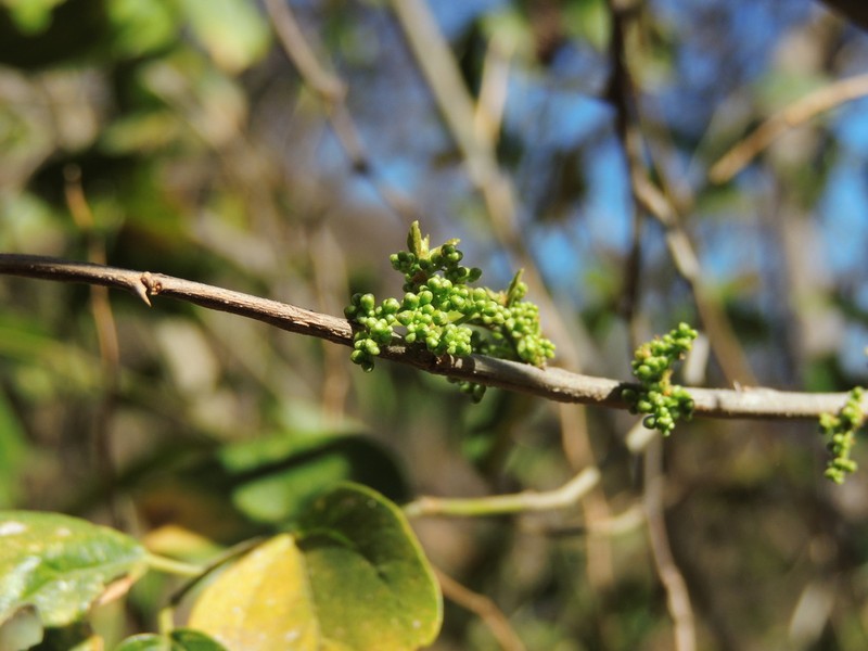 Iguana Hackberry photo 2