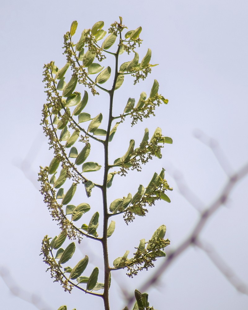 Iguana Hackberry photo 4