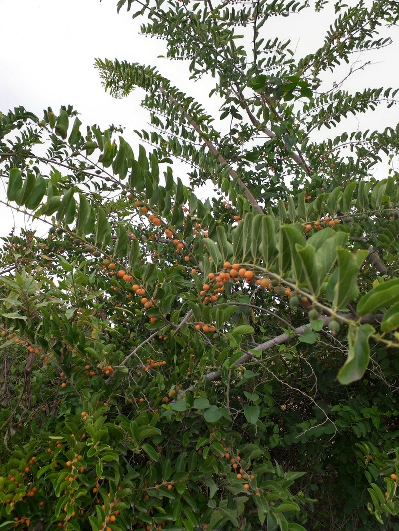Iguana Hackberry photo 5