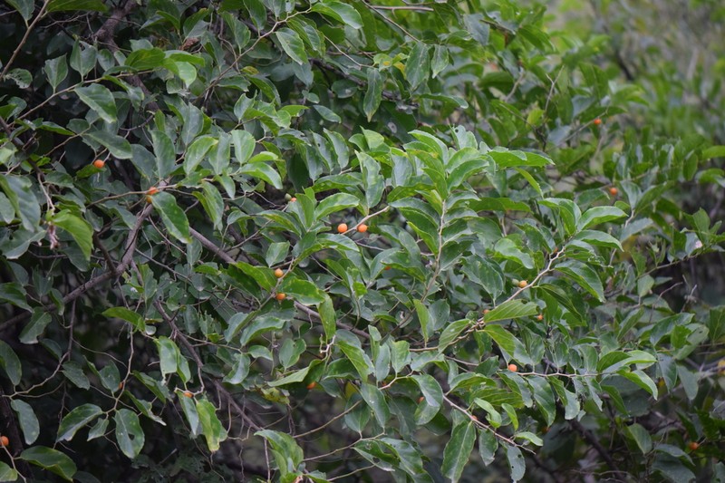 Iguana Hackberry photo 7