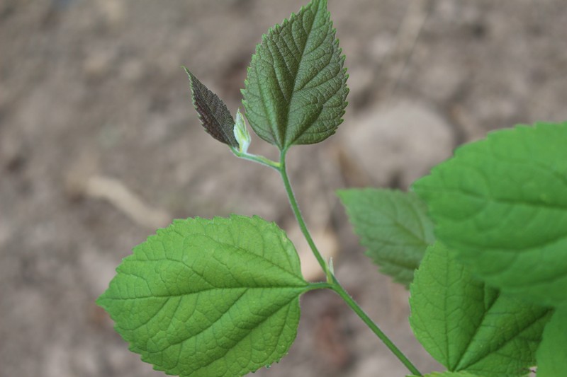 Celtis choseniana