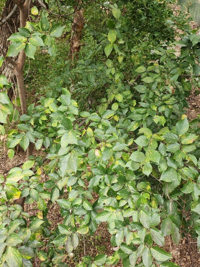 Celtis choseniana photo 3