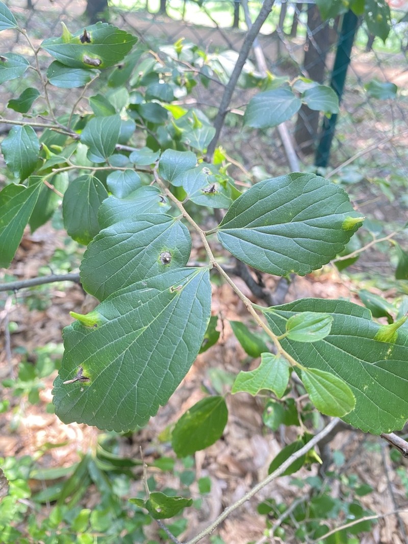 Celtis choseniana photo 7