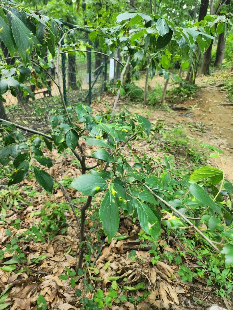 Celtis jessoensis photo 2
