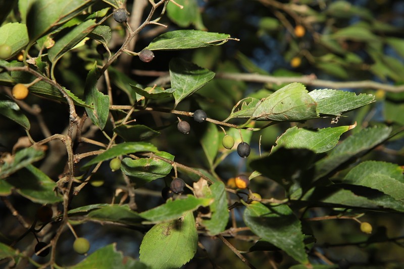 Celtis jessoensis photo 4