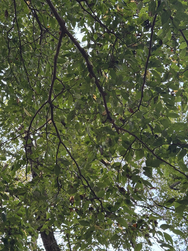 Celtis jessoensis photo 5