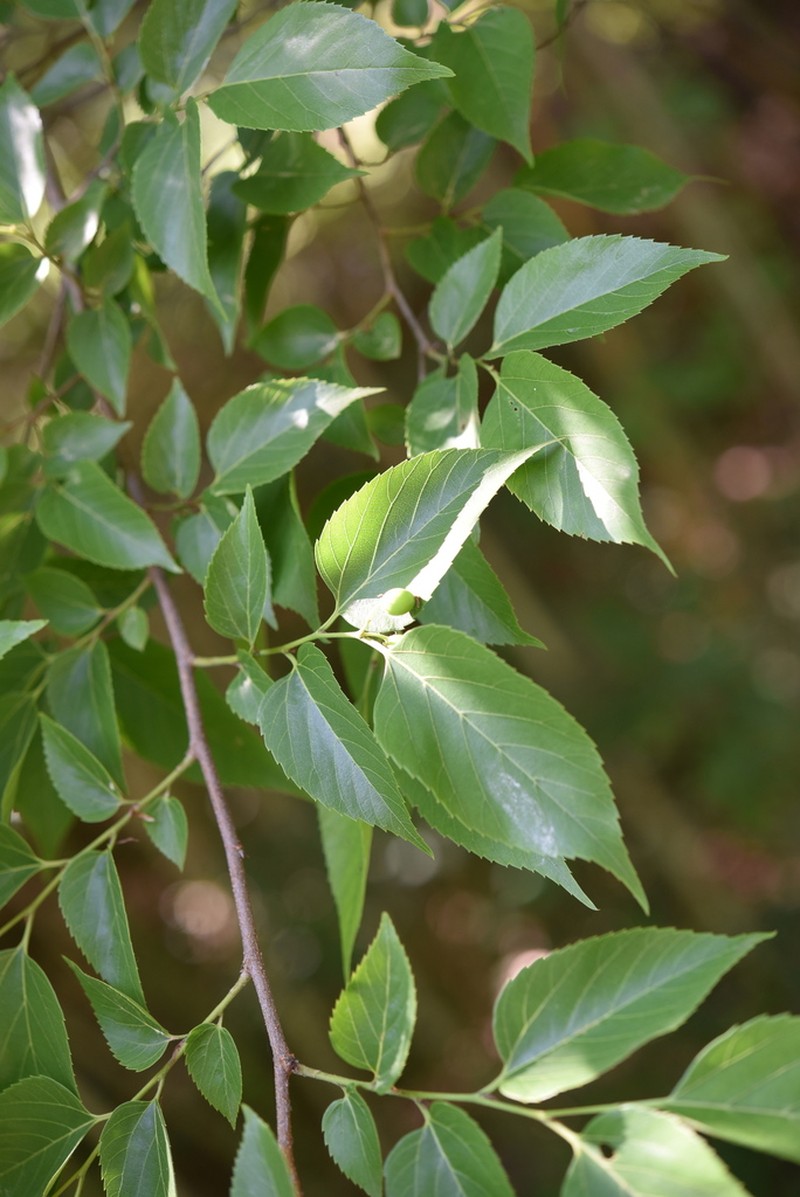 Celtis jessoensis photo 6