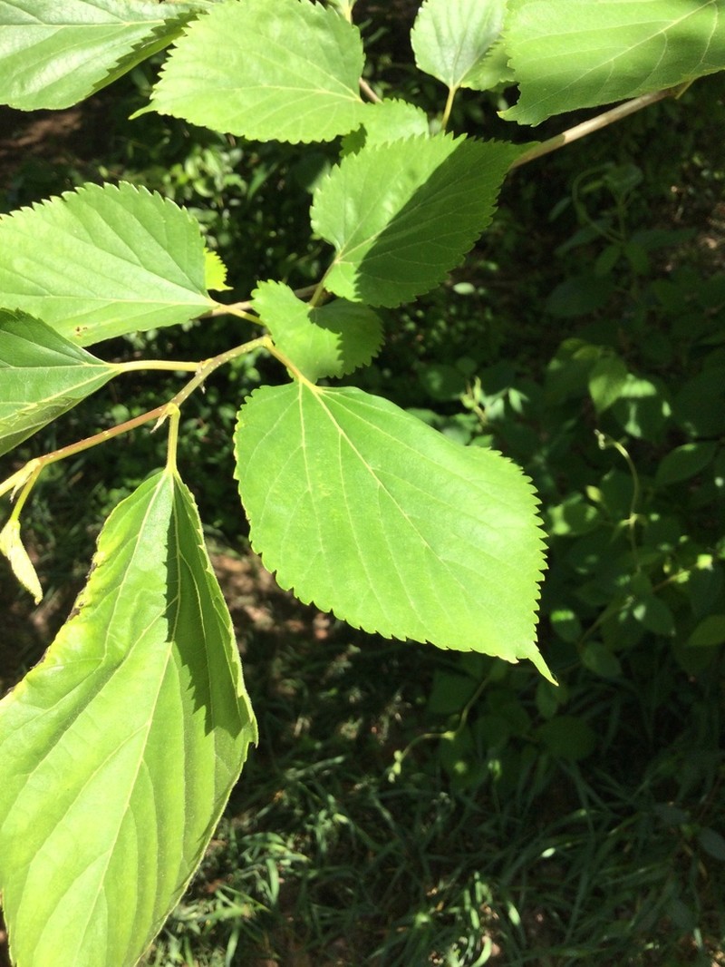 Celtis jessoensis photo 8