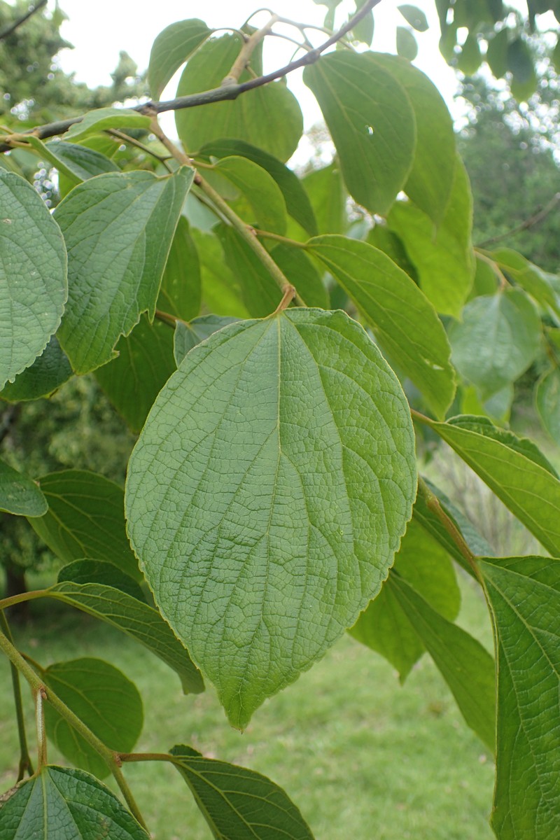 Celtis julianae