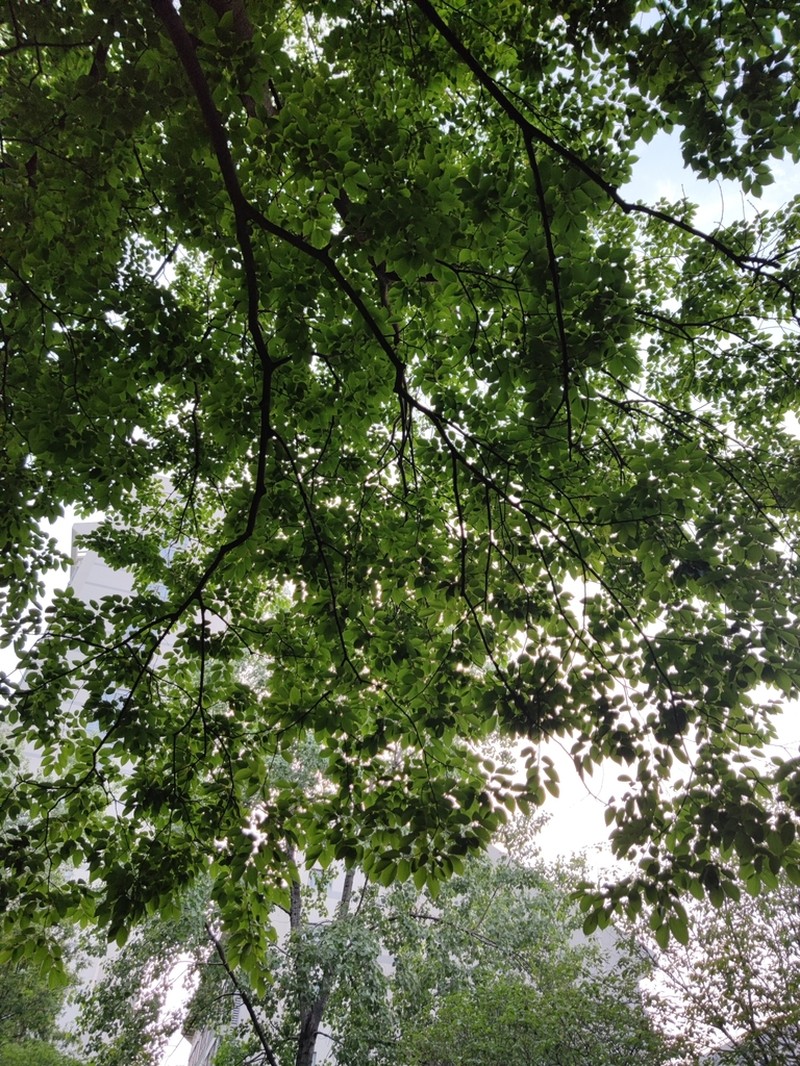 Celtis julianae photo 2
