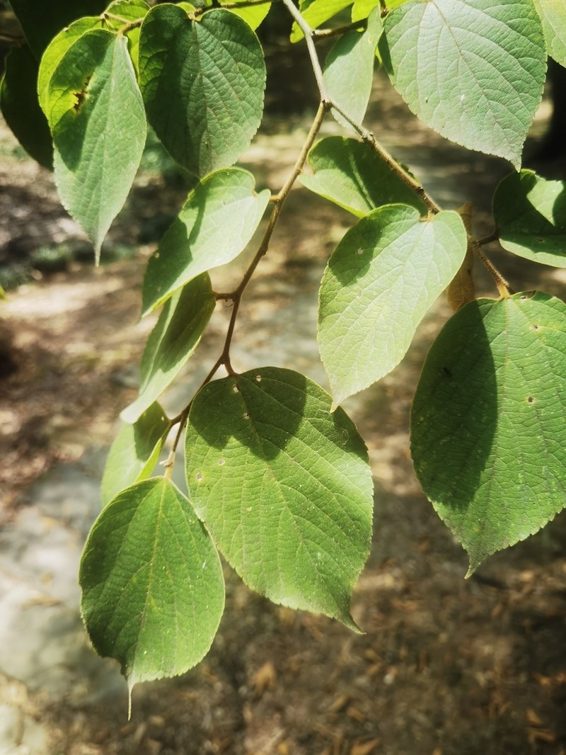 Celtis julianae photo 3