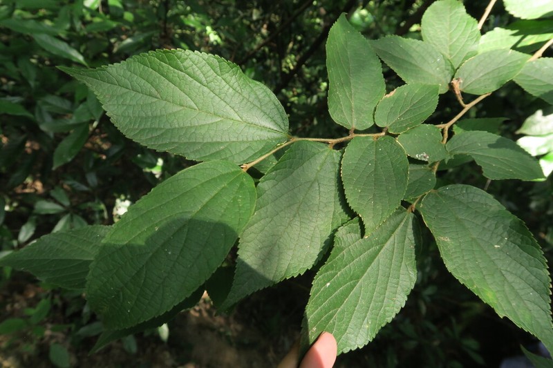 Celtis julianae photo 4