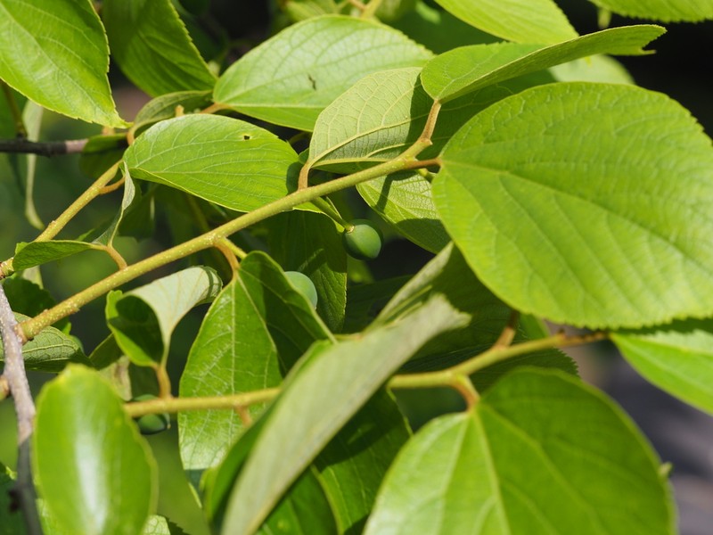 Celtis julianae photo 6