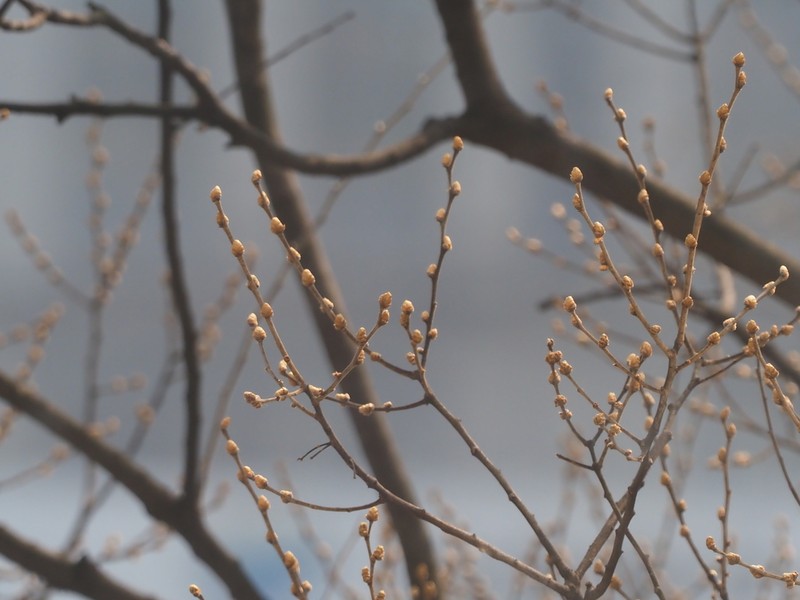 Celtis julianae photo 7