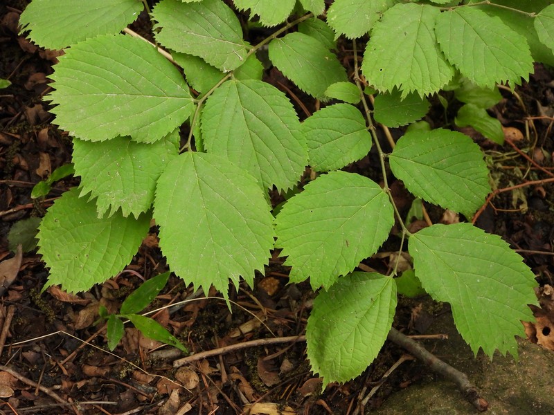 Celtis koraiensis photo 2