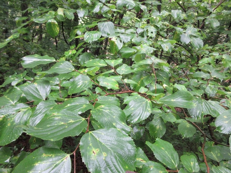 Celtis koraiensis photo 3