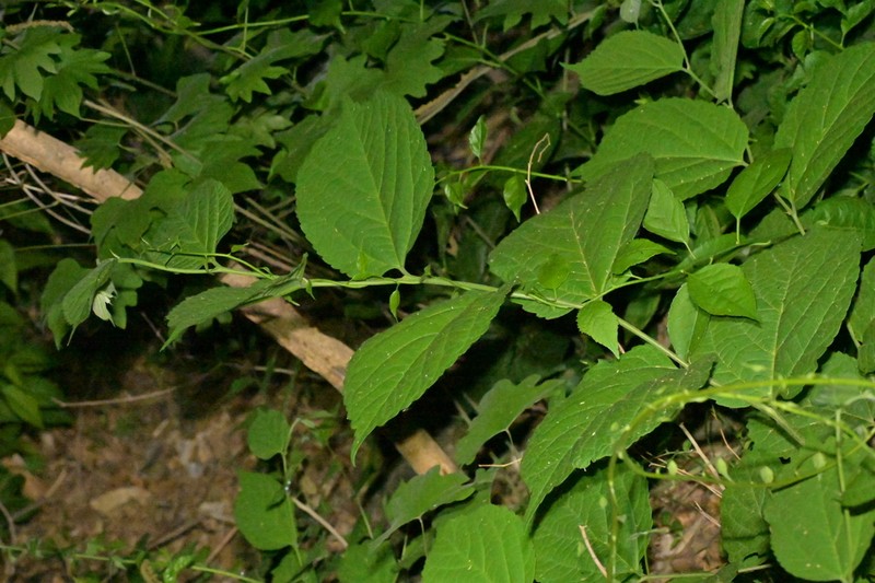 Celtis koraiensis photo 4