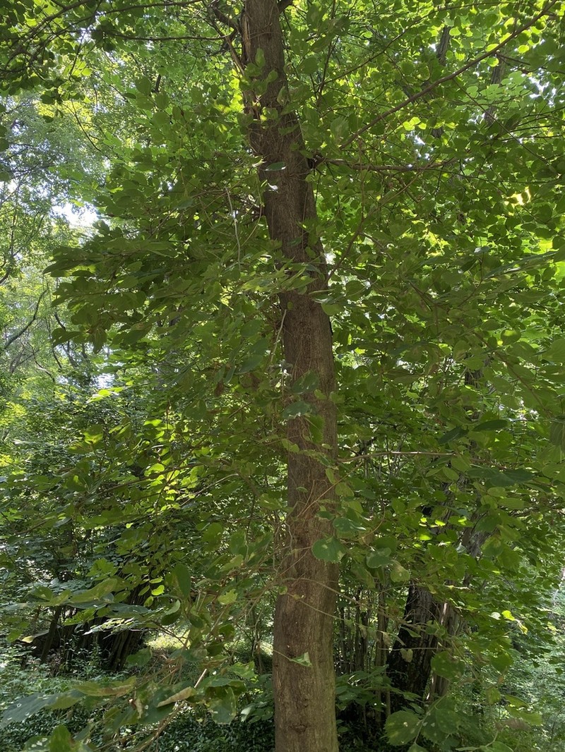Celtis koraiensis photo 5