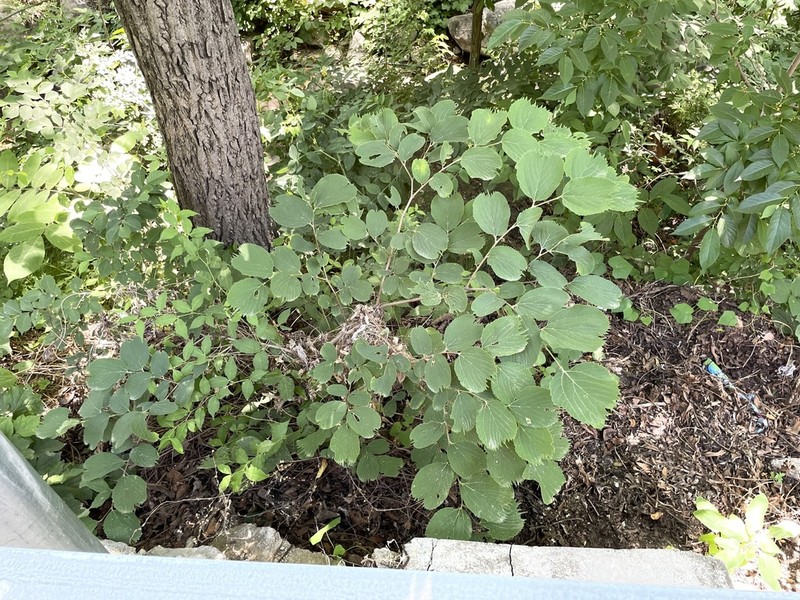 Celtis koraiensis photo 7
