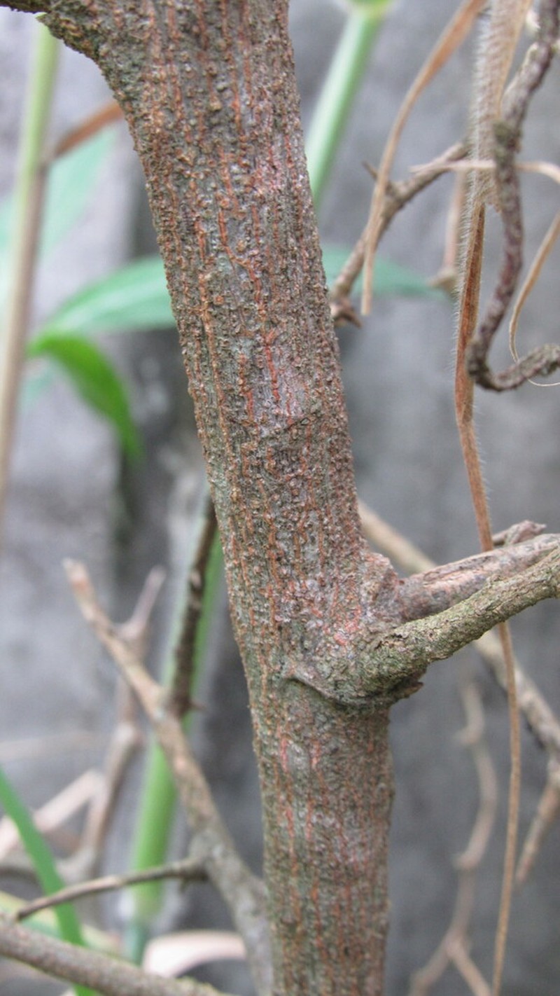 Celtis lancifolia