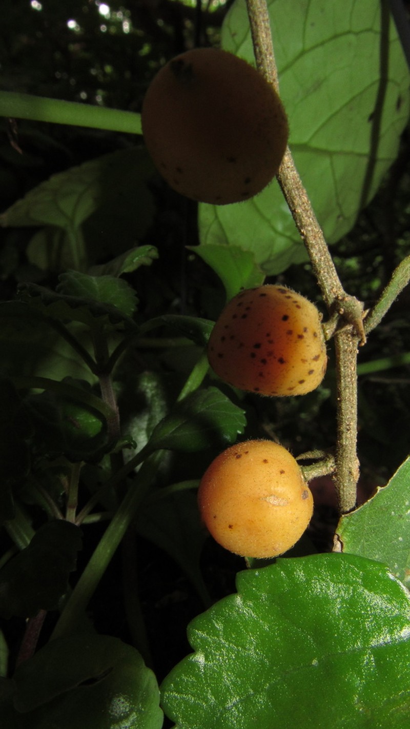 Celtis lancifolia photo 2
