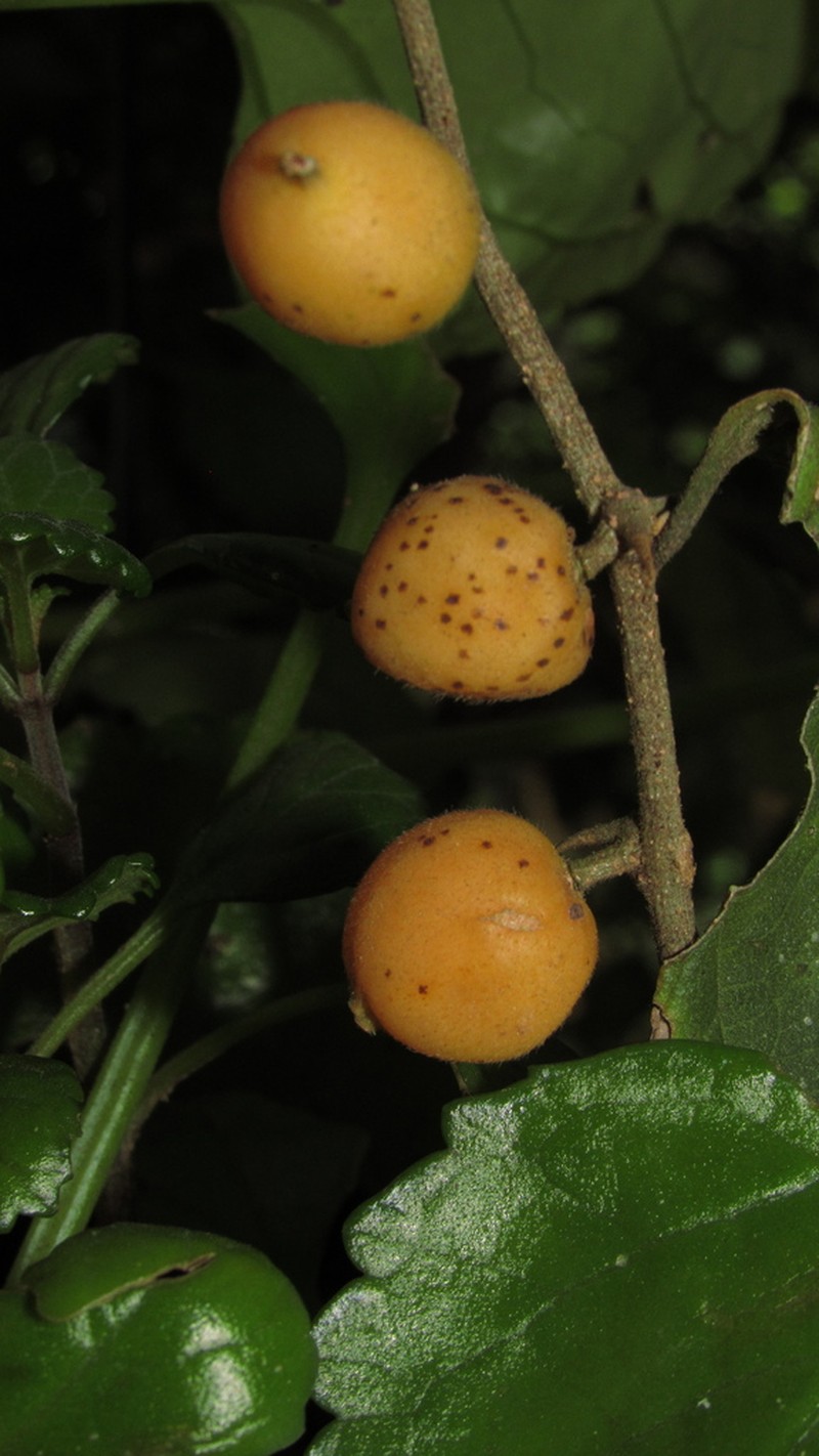 Celtis lancifolia photo 3
