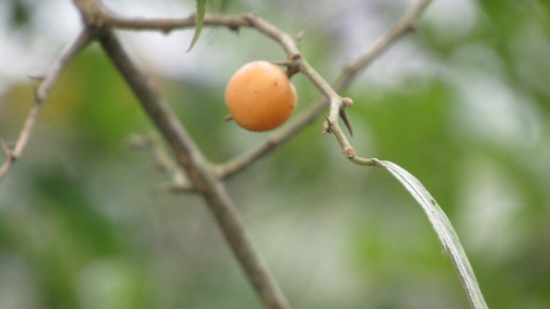 Celtis lancifolia photo 4
