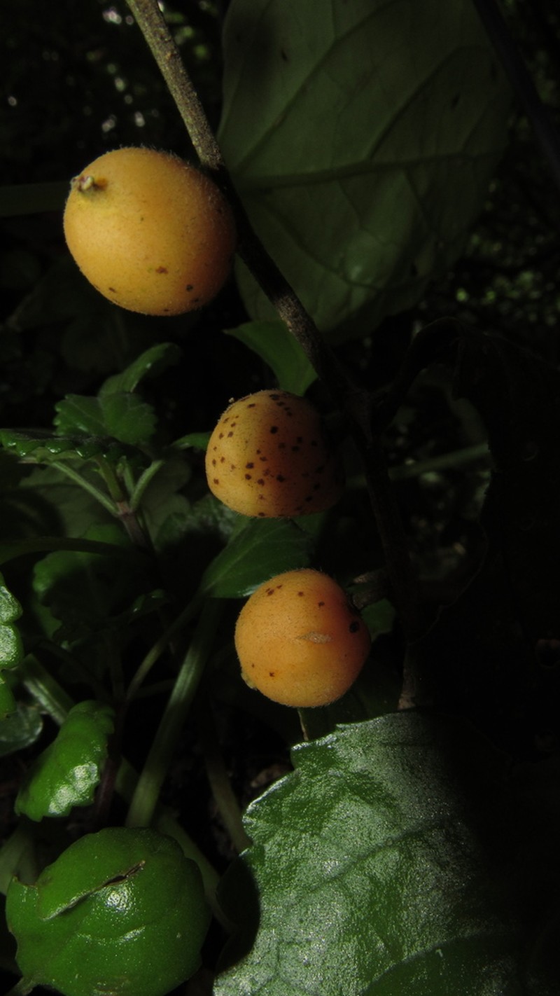 Celtis lancifolia photo 5