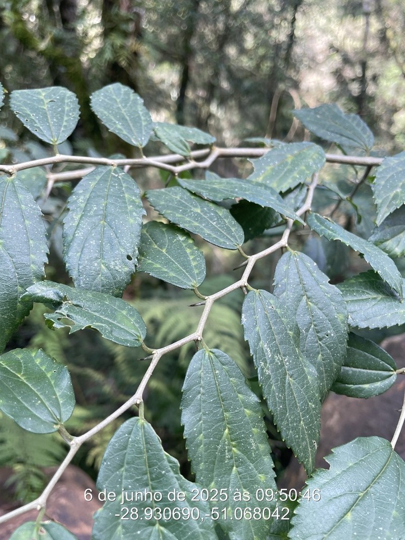 Celtis lancifolia photo 6
