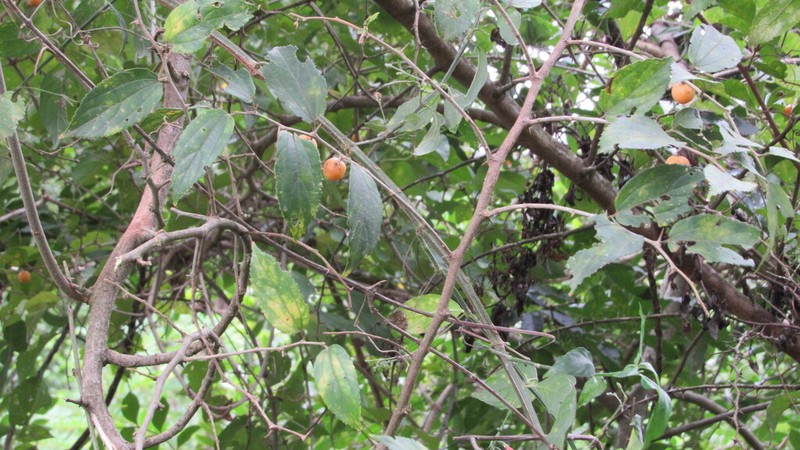 Celtis lancifolia photo 7