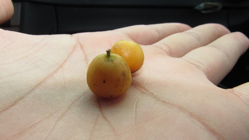 Celtis lancifolia photo 8