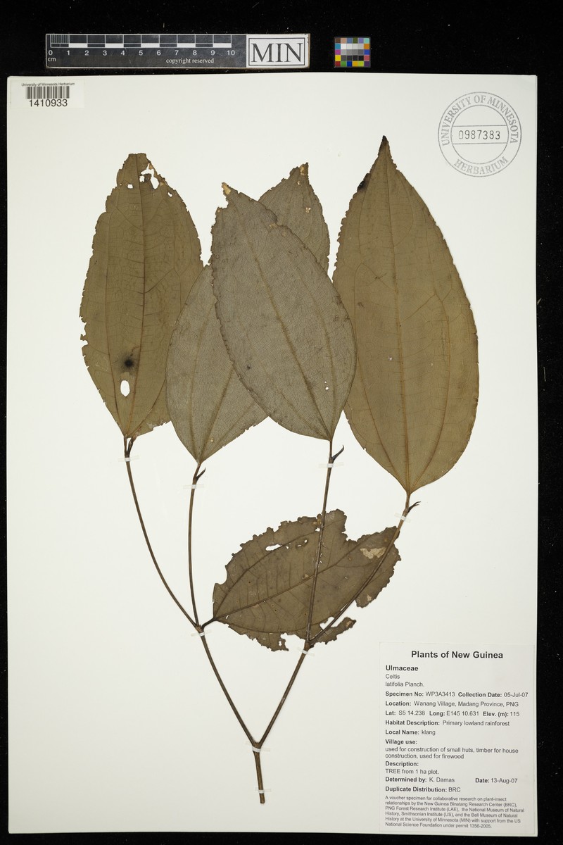 Celtis latifolia