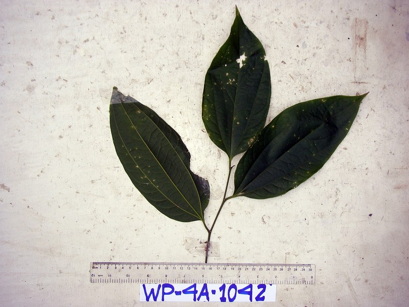 Celtis latifolia photo 2