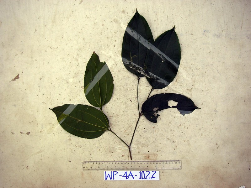 Celtis latifolia photo 3