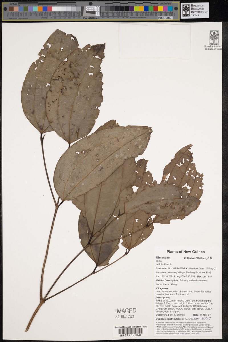 Celtis latifolia photo 4