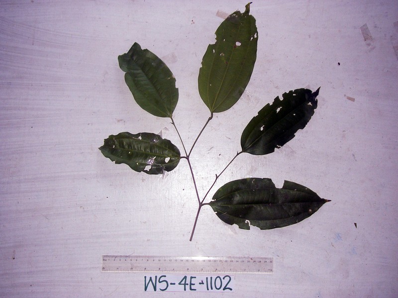 Celtis latifolia photo 5