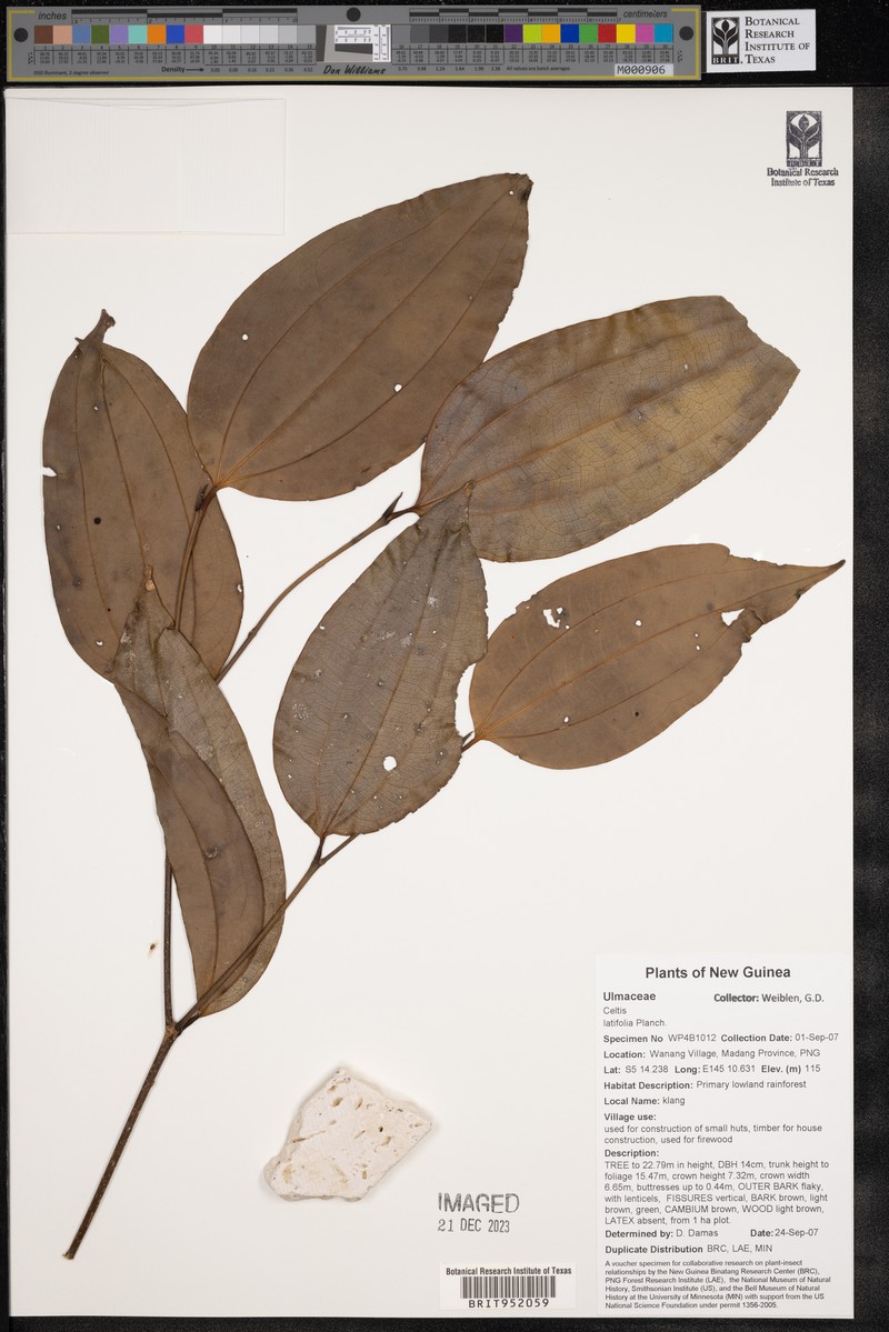 Celtis latifolia photo 6