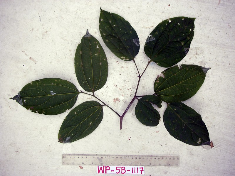 Celtis latifolia photo 7