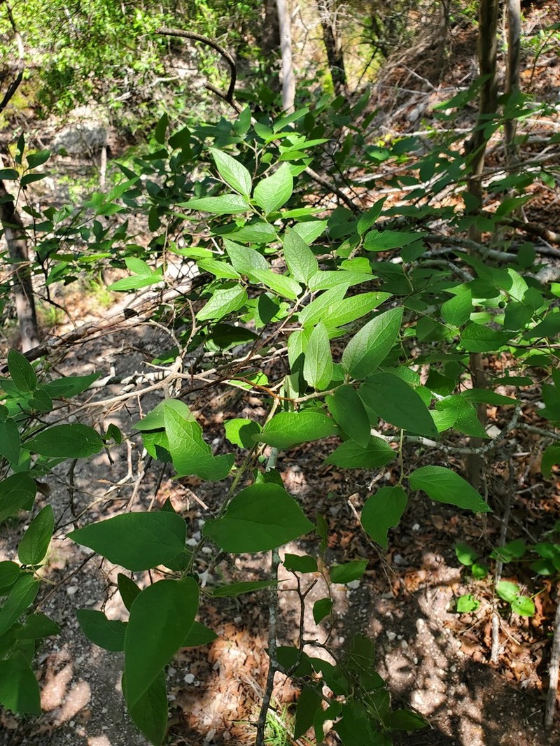 Lindheimer's Hackberry photo 2