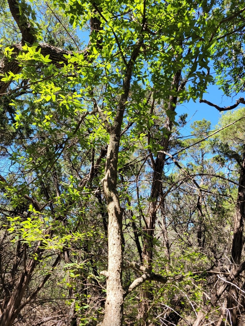 Lindheimer's Hackberry photo 3